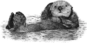 Floating Prints: Sea Otter
