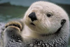 Ocean Prints: Sea Otter