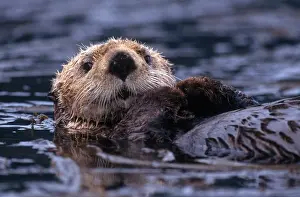 Closeup Prints: Sea Otter