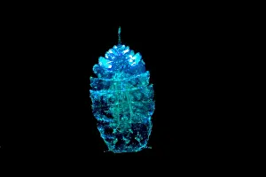 Straits Prints: Sea Sapphire, a copepod