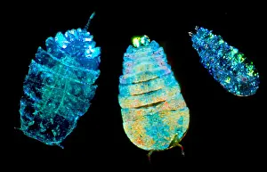 Straits Prints: Sea Sapphire, a copepod