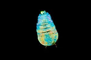 Straits Prints: Sea Sapphire, a copepod