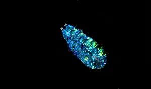 Straits Prints: Sea Sapphire, a copepod