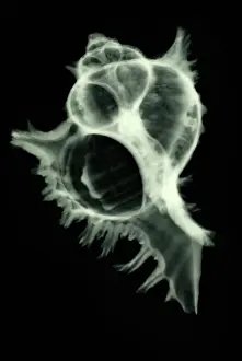 Shells Prints: Sea Shell, X-ray