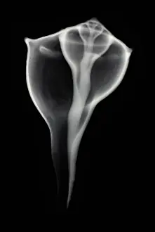 Shells Prints: Sea Shell, X-ray