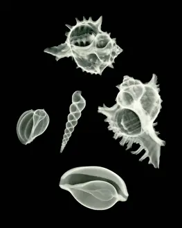 Shells Prints: Sea Shell, X-ray