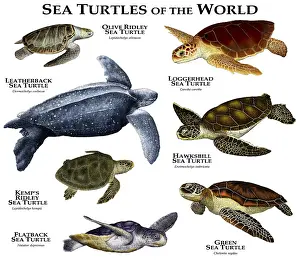 World Prints: Sea Turtles