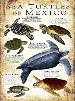 Loggerhead Prints: Sea Turtles of Mexico
