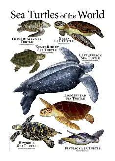 Trending: Sea Turtles of the World