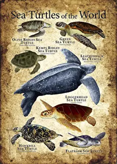 Turtle Prints: Sea Turtles of the World