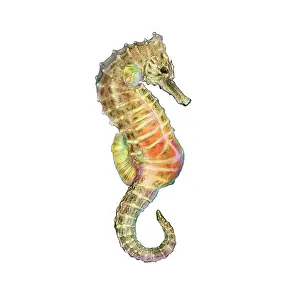 Hippocampus Prints: Seahorse (Hippocampus)