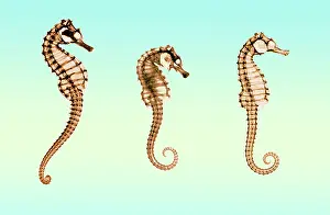Prints of Composite image from historical x-rays of seahorses (Hippocampus sp.) made by E. C. le Grice February Prints: Seahorses, Historical X-Ray