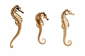Prints of Composite image from historical x-rays of seahorses (Hippocampus sp.) made by E. C. le Grice February Prints: Seahorses, Historical X-Ray