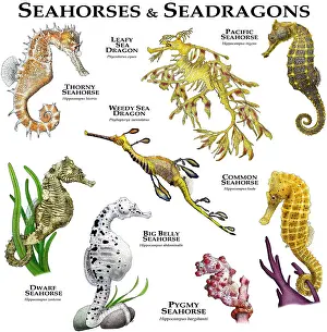 Common Prints: Seahorses and Seadragons