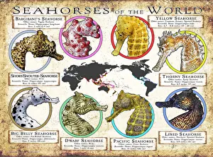 Prints: Seahorses of the World