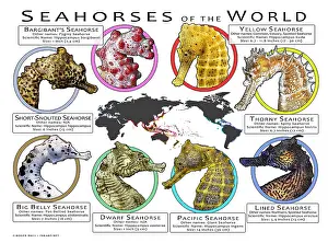 Prints: Seahorses of the World