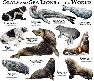 World Prints: Seals and Sea Lions of the World