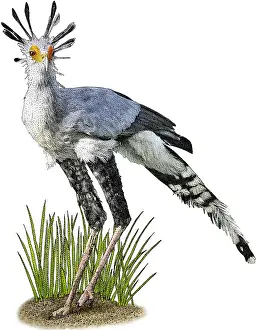 Birds Prints: Secretarybird