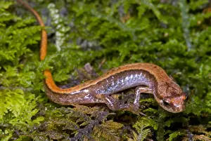 Georgia Prints: Seepage Salamander