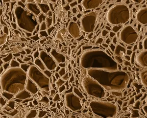 Nature, History, Science Prints: SEM, Cannabis Root