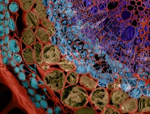 Angiosperm Prints: SEM, Cannabis Stem