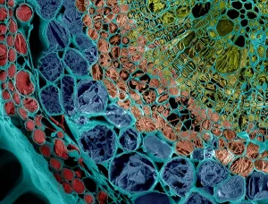 Angiosperm Prints: SEM, Cannabis Stem