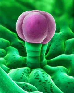 Sems Prints: SEM Cannabis Trichome