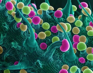 False Prints: SEM Cannabis Trichomes