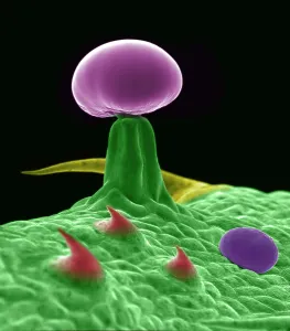 False Prints: SEM Cannabis Trichomes