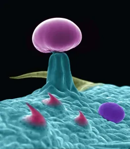 Leaf Prints: SEM Cannabis Trichomes