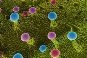 Sems Prints: SEM Cannabis Trichomes