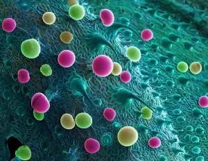 Sems Prints: SEM Cannabis Trichomes