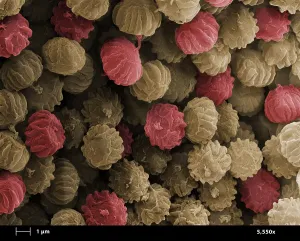 Pathogen Prints: SEM of Ergot