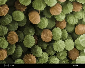 Pathogen Prints: SEM of Ergot