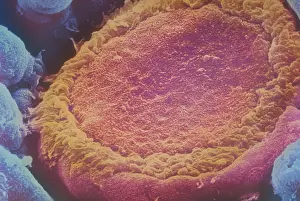 Senses Prints: SEM of human taste bud