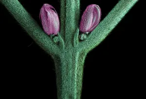 Angiosperms Prints: SEM Male Flower of Cannabis Plant