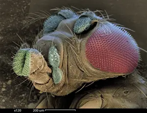 Research Prints: SEM of a Mutant Fruit Fly