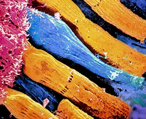 Senses Prints: SEM of rod & cone cells in the retina