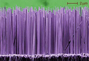 Scale Prints: Semiconductor Nanowires, under a microscope (SEM)