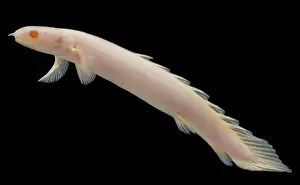 Bred Prints: Senegal bichir (Polypterus senegalus)