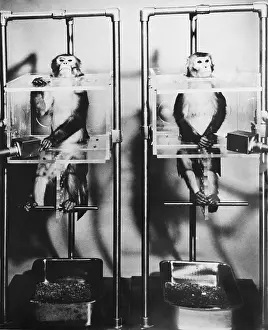 Senses Prints: Sense Deprivation Testing on Monkeys
