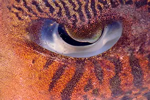 Cephalopod Prints: Sepia Cuttlefish