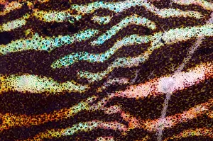 Cephalopod Prints: Sepia Cuttlefish