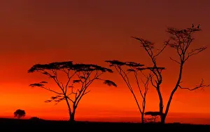 World Cultures Prints: Serengeti National Park