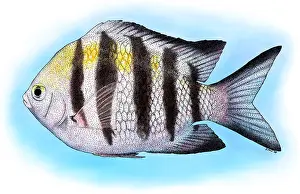 Major Prints: Sergeant Major Fish