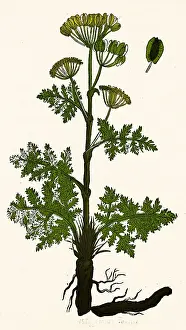 Horticulture Prints: Seseli, Herbaceous Perennial
