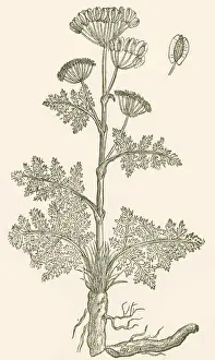 Seseli, Herbaceous Perennial