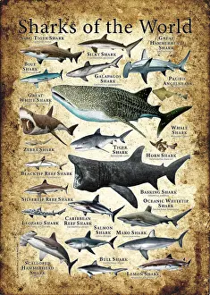 2020 Prints: Sharks of the World