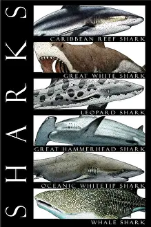 Leopard Prints: Sharks of the World