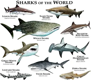 Poster Prints: Sharks Of The World Illustration